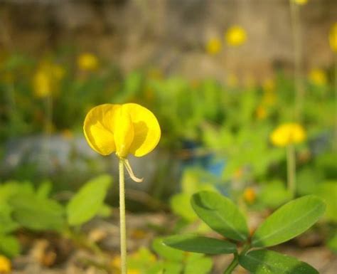 地下莖植物有哪些|除了花生，哪些植物的果实长在土里？